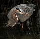 photo by NiKirms Photography Great Blue Heron-1